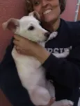 pipoca
