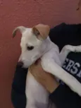 pipoca