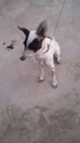 Pipoca