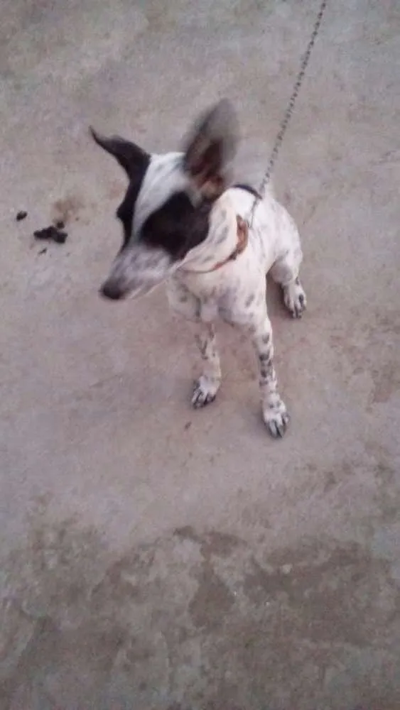 Cachorro raça Dalmata-Vira lata idade 2 a 6 meses nome Pipoca