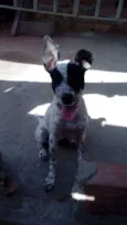 Pipoca