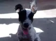 Pipoca