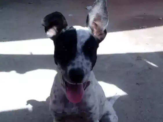 Cachorro raça Dalmata-Vira lata idade 2 a 6 meses nome Pipoca