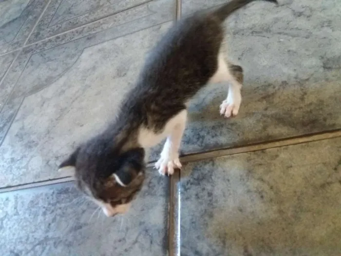 Gato raça Sem raca idade Abaixo de 2 meses nome Nina