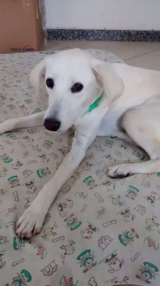 Cachorro raça Sem raça definida SRD idade 7 a 11 meses nome Lua