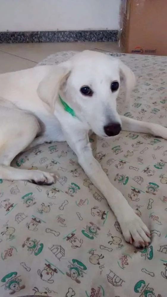 Cachorro raça SRD idade 2 anos nome Lua