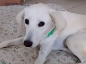 Cachorro raça SRD idade 2 anos nome Lua