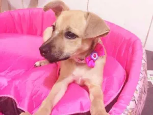 Cachorro raça SRD idade 2 a 6 meses nome BABALU