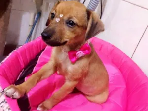 Cachorro raça SRD idade 7 a 11 meses nome PENELOPE