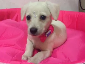 Cachorro raça SRD idade 2 a 6 meses nome JULY