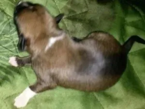 Cachorro raça  vira lata idade Abaixo de 2 meses nome Aiki
