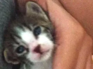 Gato raça Sem raca idade Abaixo de 2 meses nome Nina