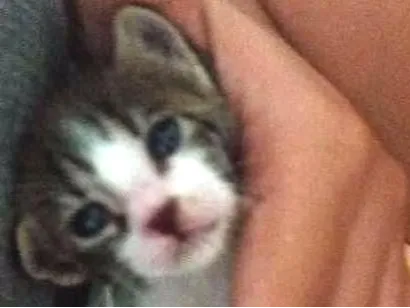 Gato raça Sem raca idade Abaixo de 2 meses nome Nina