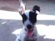Pipoca