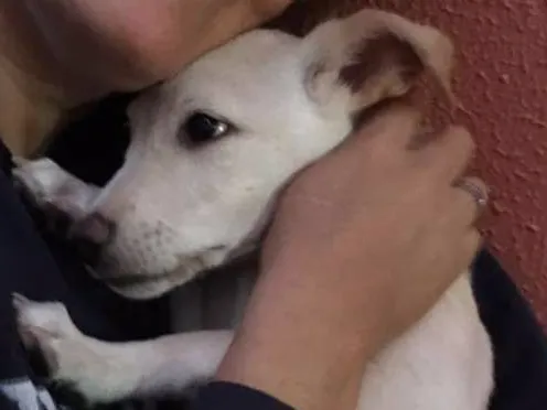 Cachorro ra a srs idade 2 a 6 meses nome pipoca