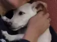 pipoca