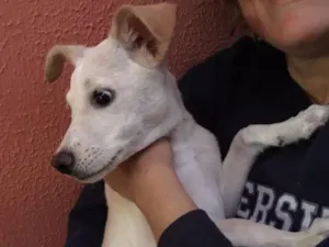 Cachorro raça srs idade 2 a 6 meses nome pipoca
