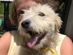 Cachorro raça srd idade 2 anos nome aretha
