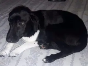 Cachorro raça srd idade 2 anos nome paçoca