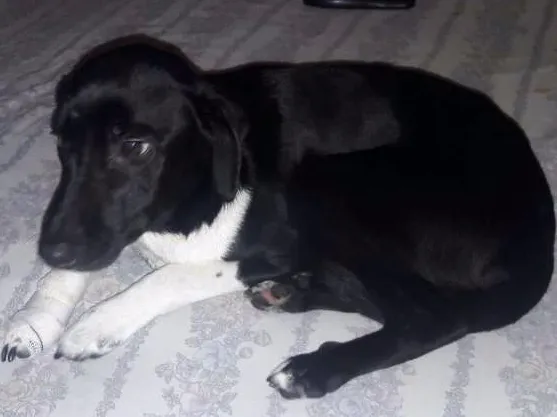 Cachorro ra a srd idade 2 anos nome paçoca