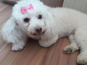 Cachorro raça Poodle idade 4 anos nome Morena