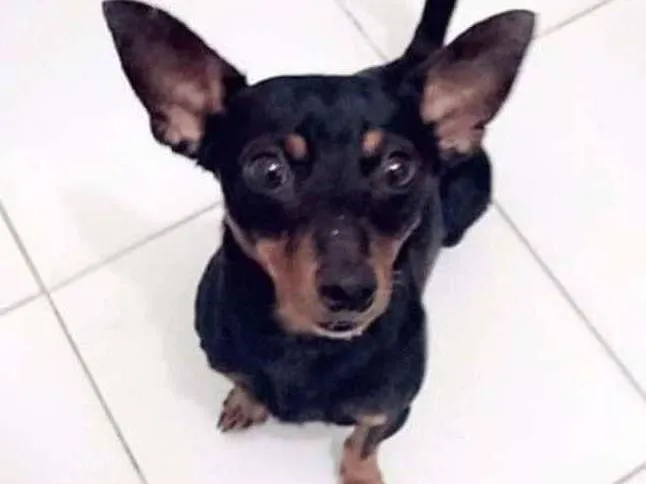 Cachorro ra a pinscher 0 idade 3 anos nome Tintin