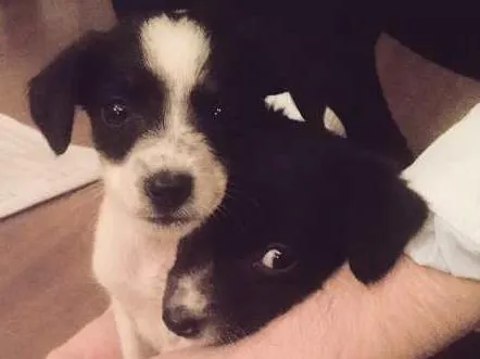 Cachorro ra a Vira Lata idade Abaixo de 2 meses nome Diana e Latônia