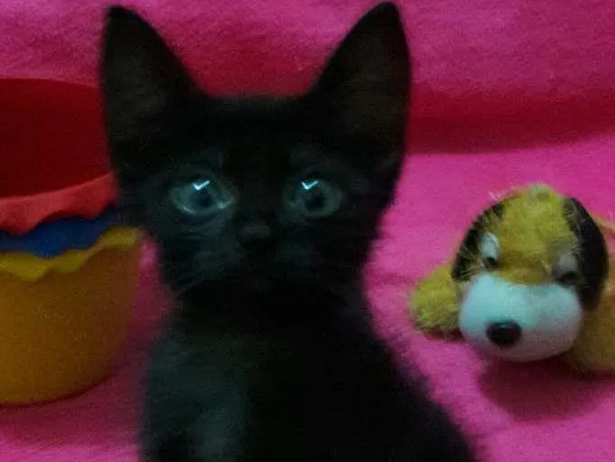 Gato ra a Sem Raça Definida.  idade Abaixo de 2 meses nome Sem Nome