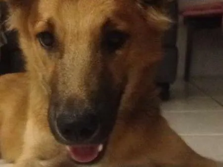 Cachorro ra a Mistura golden, pastor, SRD idade 2 a 6 meses nome Nestor