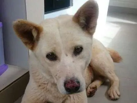 Cachorro ra a Akita idade 3 anos nome sem nome