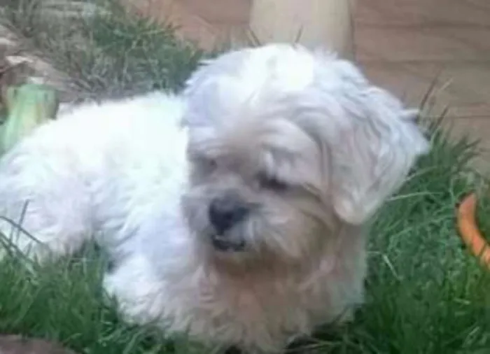 Cachorro ra a Lhasa Apso idade 6 ou mais anos nome Estopa