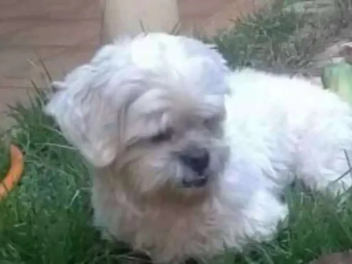 Cachorro ra a Lhasa Apso idade 6 ou mais anos nome Estopa