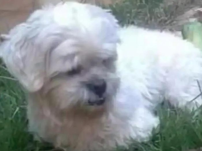 Cachorro ra a Lhasa Apso idade 6 ou mais anos nome Estopa