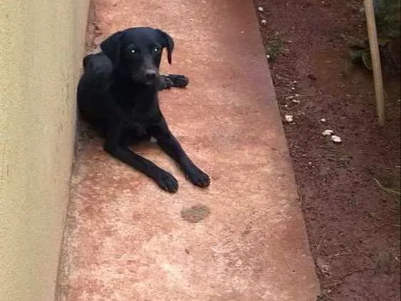 Cachorro raça indefinida idade 1 ano nome Vitória 
