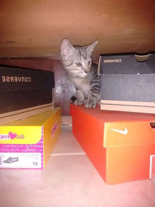 Gato ra a  idade 2 a 6 meses nome help