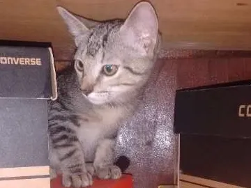 Gato ra a  idade 2 a 6 meses nome help