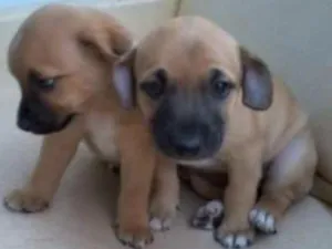 Cachorro raça linguicinha com viralata idade Abaixo de 2 meses nome sem nome ainda