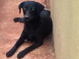 Cachorro raça indefinida idade 1 ano nome Vitória 