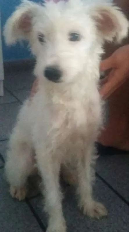 Cachorro ra a  idade 4 anos nome Princesa