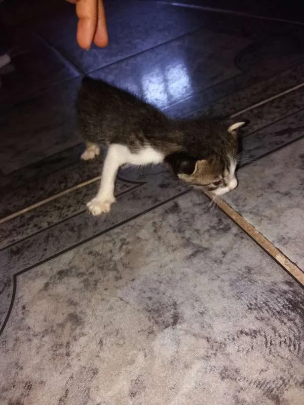 Gato ra a Nao tem idade Abaixo de 2 meses nome Nenhum