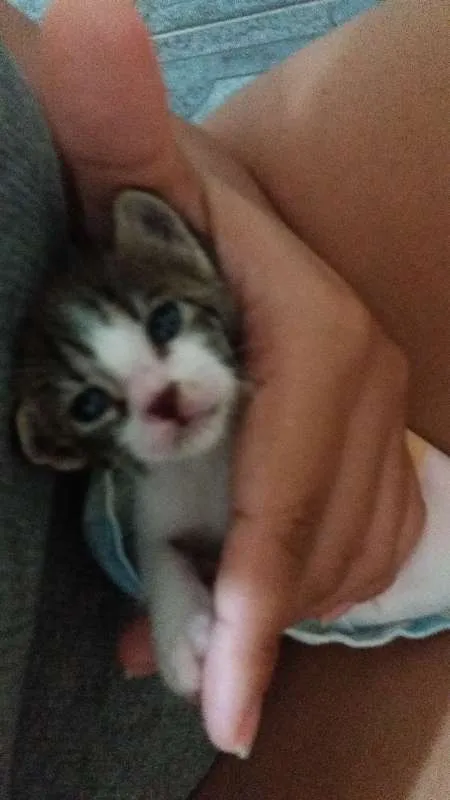 Gato ra a Nao tem idade Abaixo de 2 meses nome Nenhum