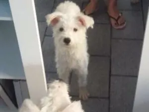 Cachorro raça  idade 4 anos nome Princesa