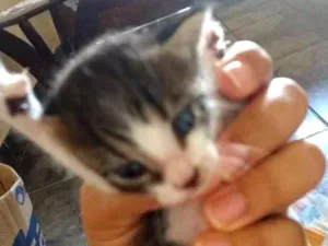 Gato raça Nao tem idade Abaixo de 2 meses nome Nenhum