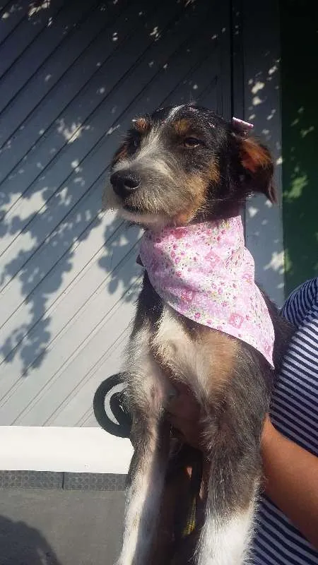 Cachorro ra a srd idade 1 ano nome Nina