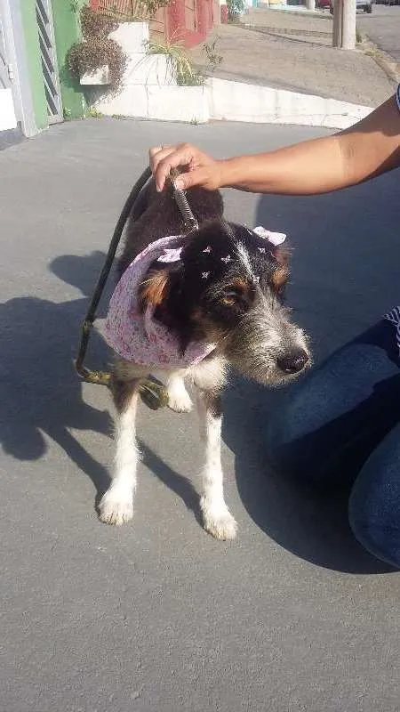 Cachorro ra a srd idade 1 ano nome Nina