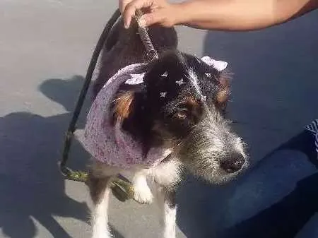 Cachorro ra a srd idade 1 ano nome Nina