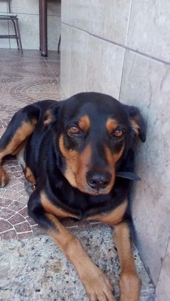 Cachorro ra a SRD idade 7 a 11 meses nome Ben
