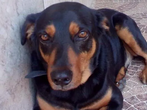 Cachorro ra a SRD idade 7 a 11 meses nome Ben