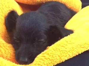 Cachorro raça SRD idade Abaixo de 2 meses nome khaleesi