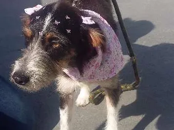 Cachorro ra a srd idade 1 ano nome Nina
